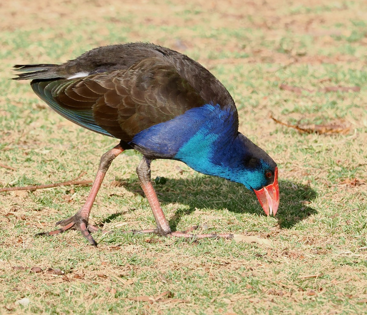 Australasian Swamphen - ML618130379