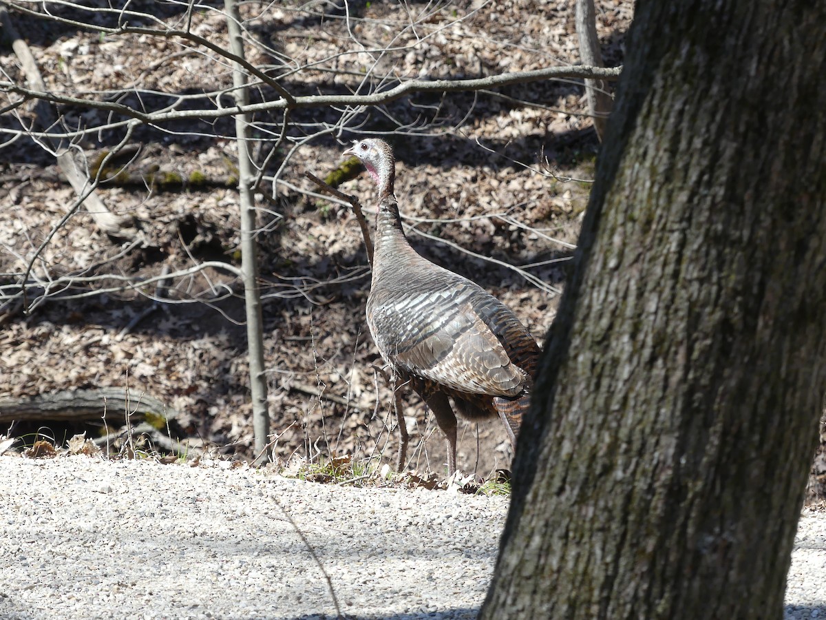 Wild Turkey - ML618130383