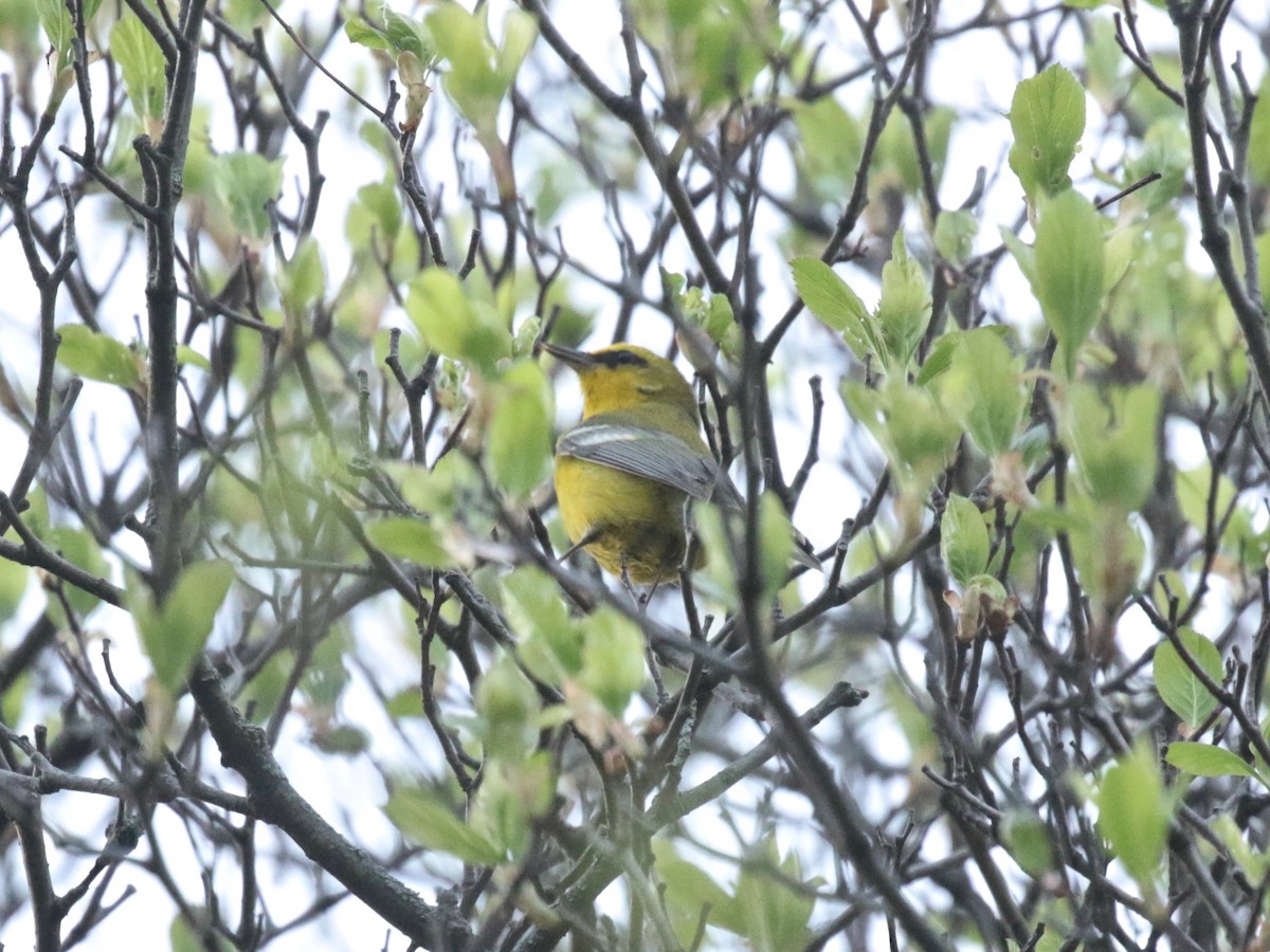 Blue-winged Warbler - Paul Jacyk