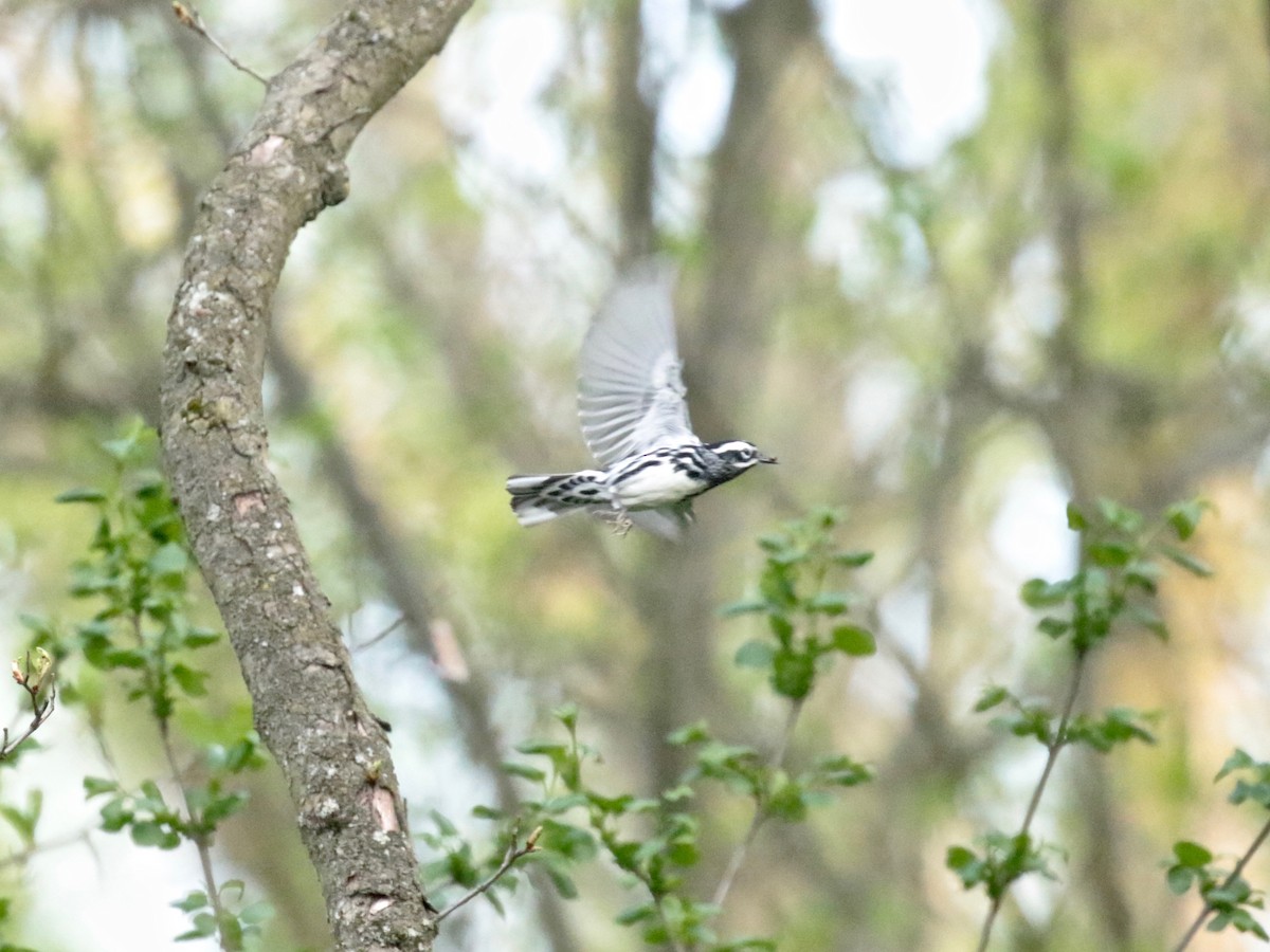 Black-and-white Warbler - ML618130393