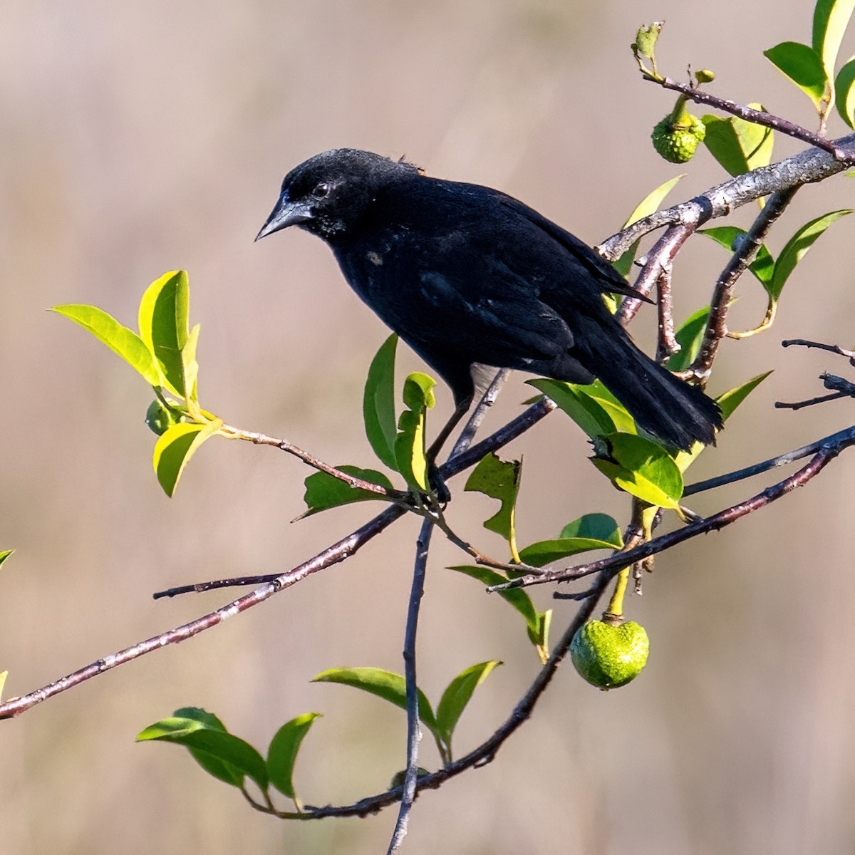 Red-shouldered Blackbird - ML618130396