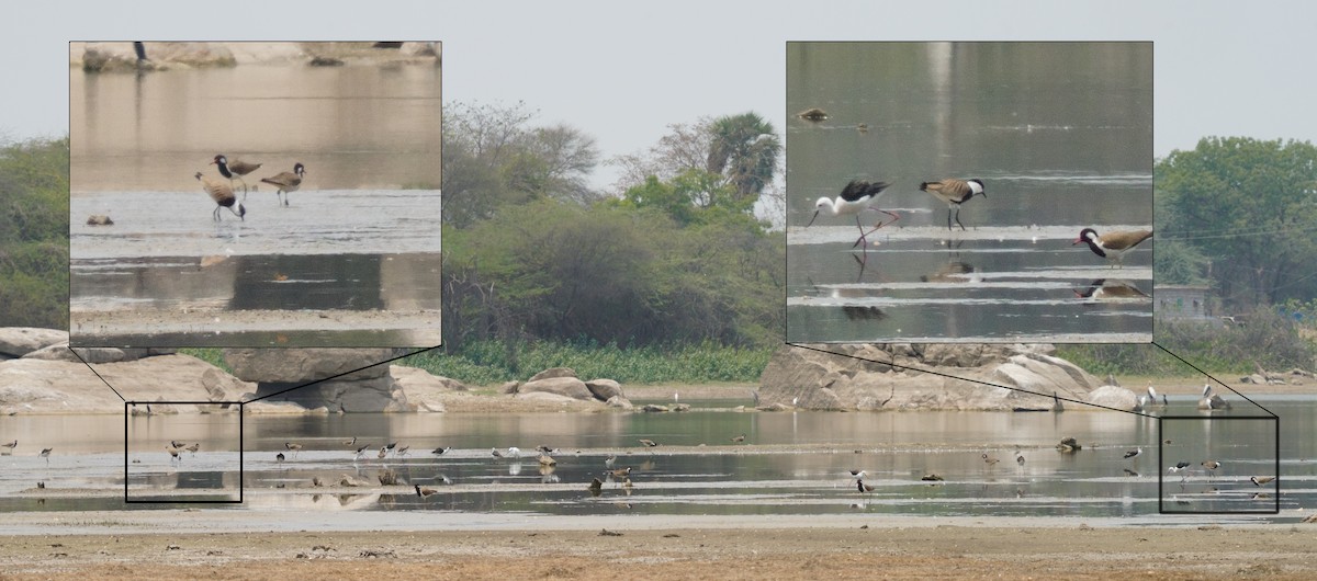 Spur-winged Lapwing - Gopalakrishna R