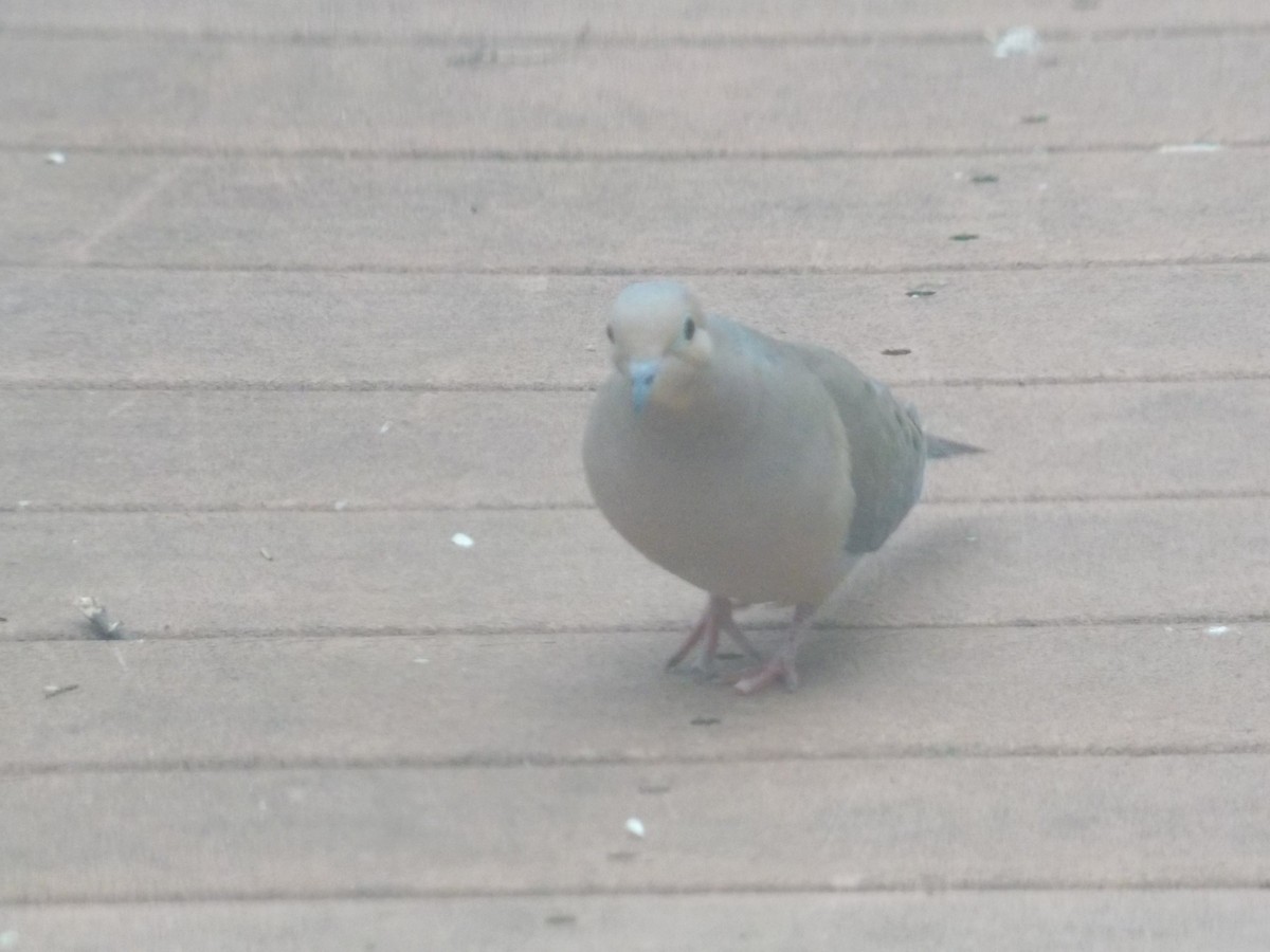 Mourning Dove - Glenn Knoblock