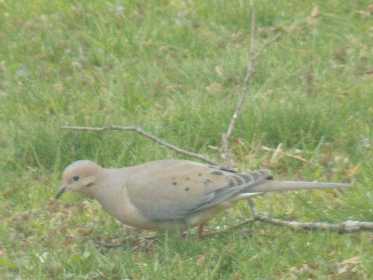 Mourning Dove - Glenn Knoblock