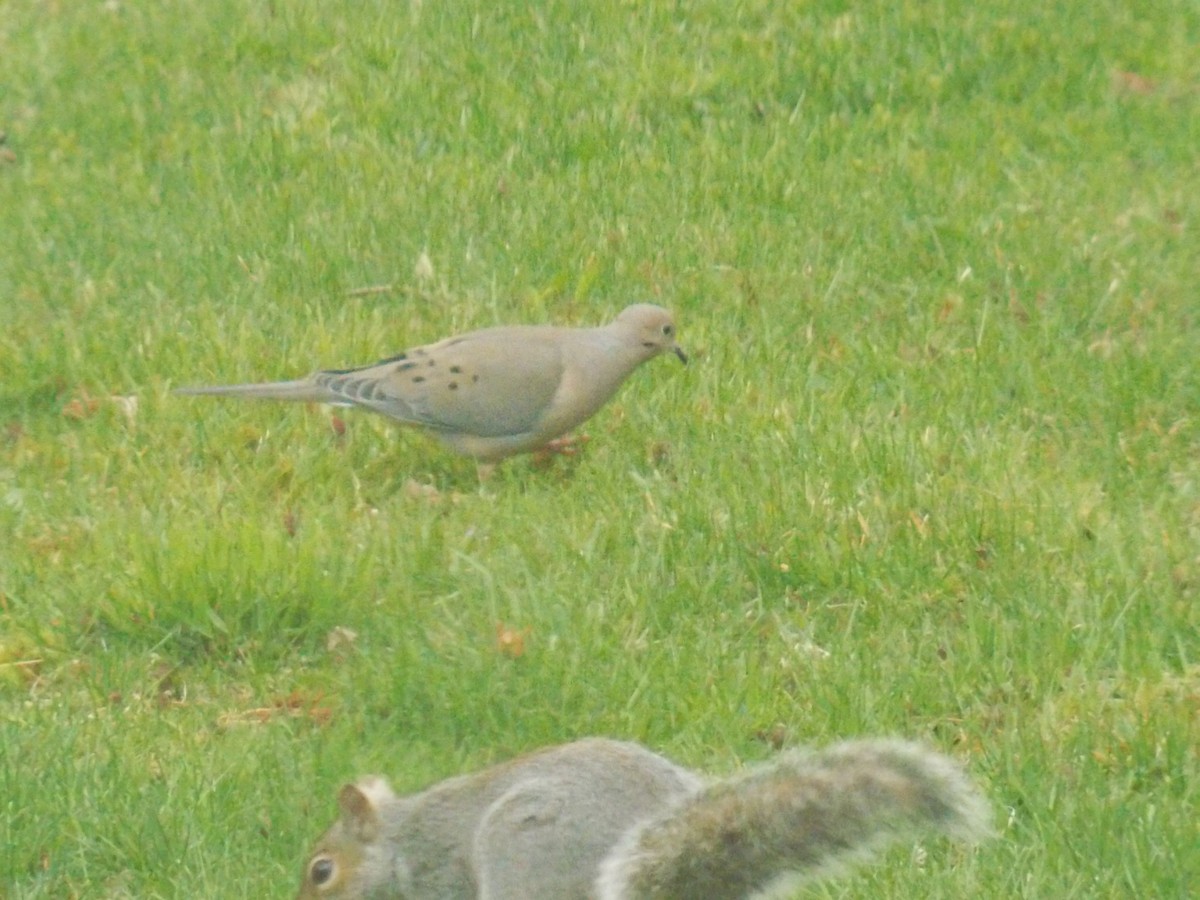 Mourning Dove - Glenn Knoblock