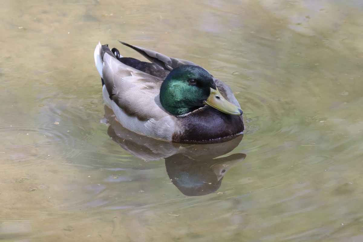 Stockente - ML618130436