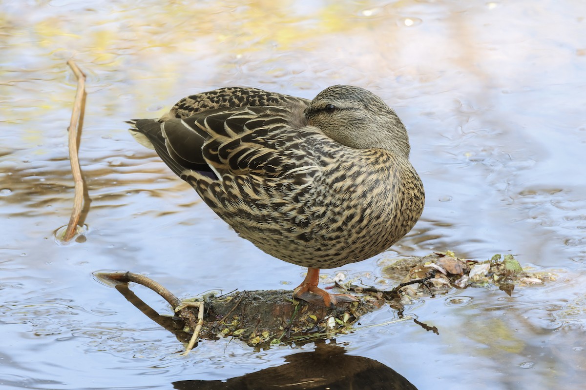 Stockente - ML618130437