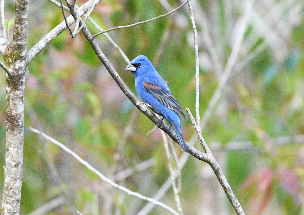 Blue Grosbeak - Elizabeth Hawkins