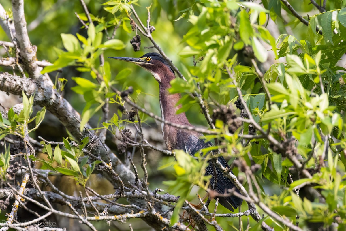 Green Heron - Rich Kostecke