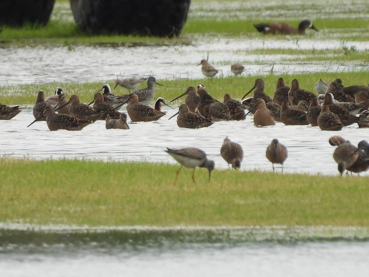 Long-billed Dowitcher - ML618130447