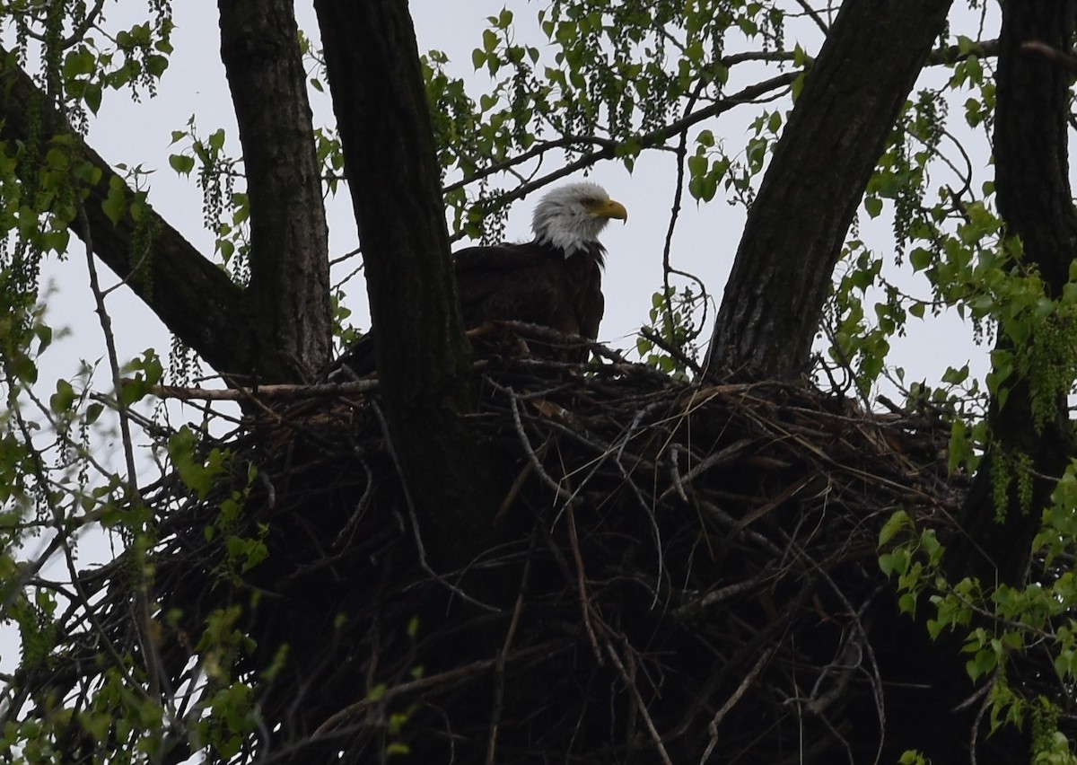 Bald Eagle - David and Ann Snodgrass