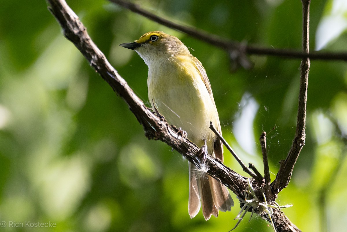 White-eyed Vireo - Rich Kostecke