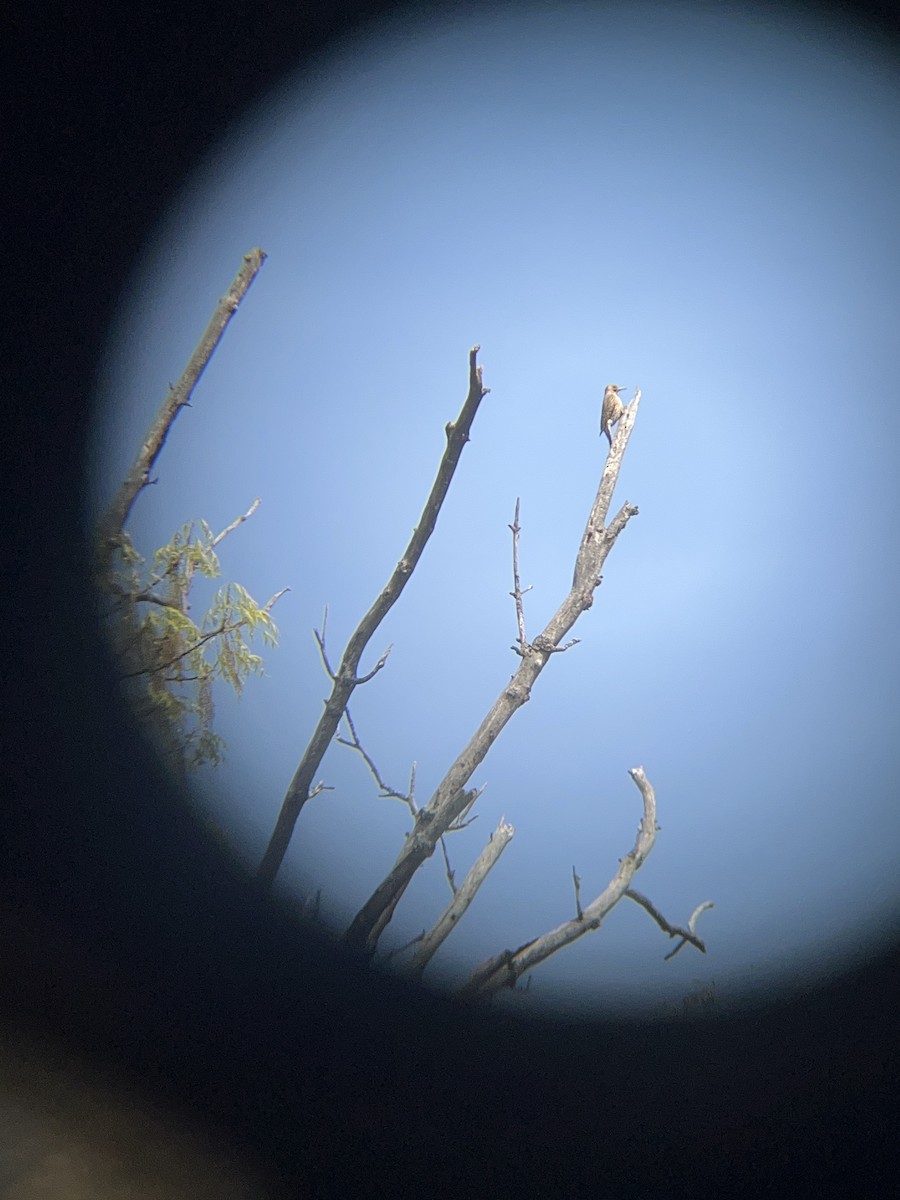 Northern Flicker - John Eskate