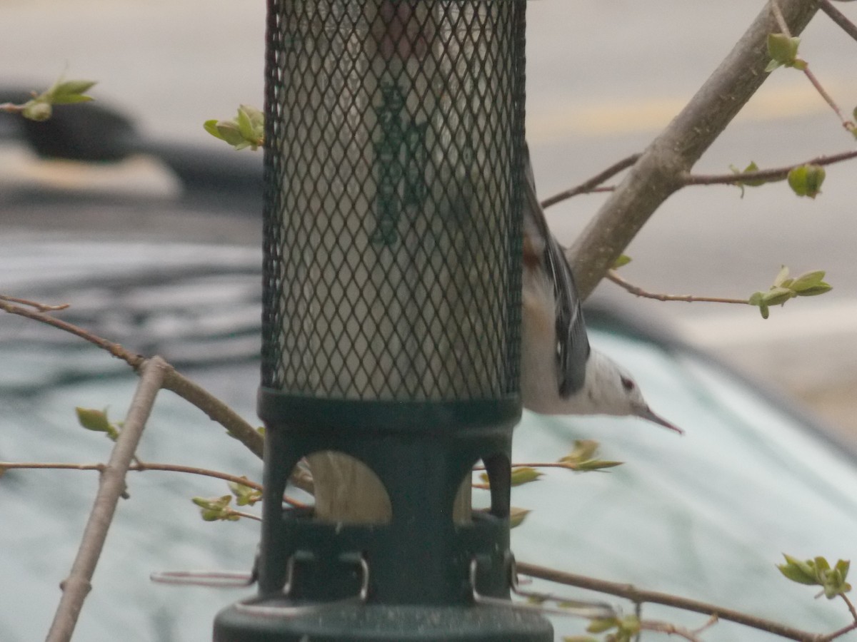 White-breasted Nuthatch - Glenn Knoblock