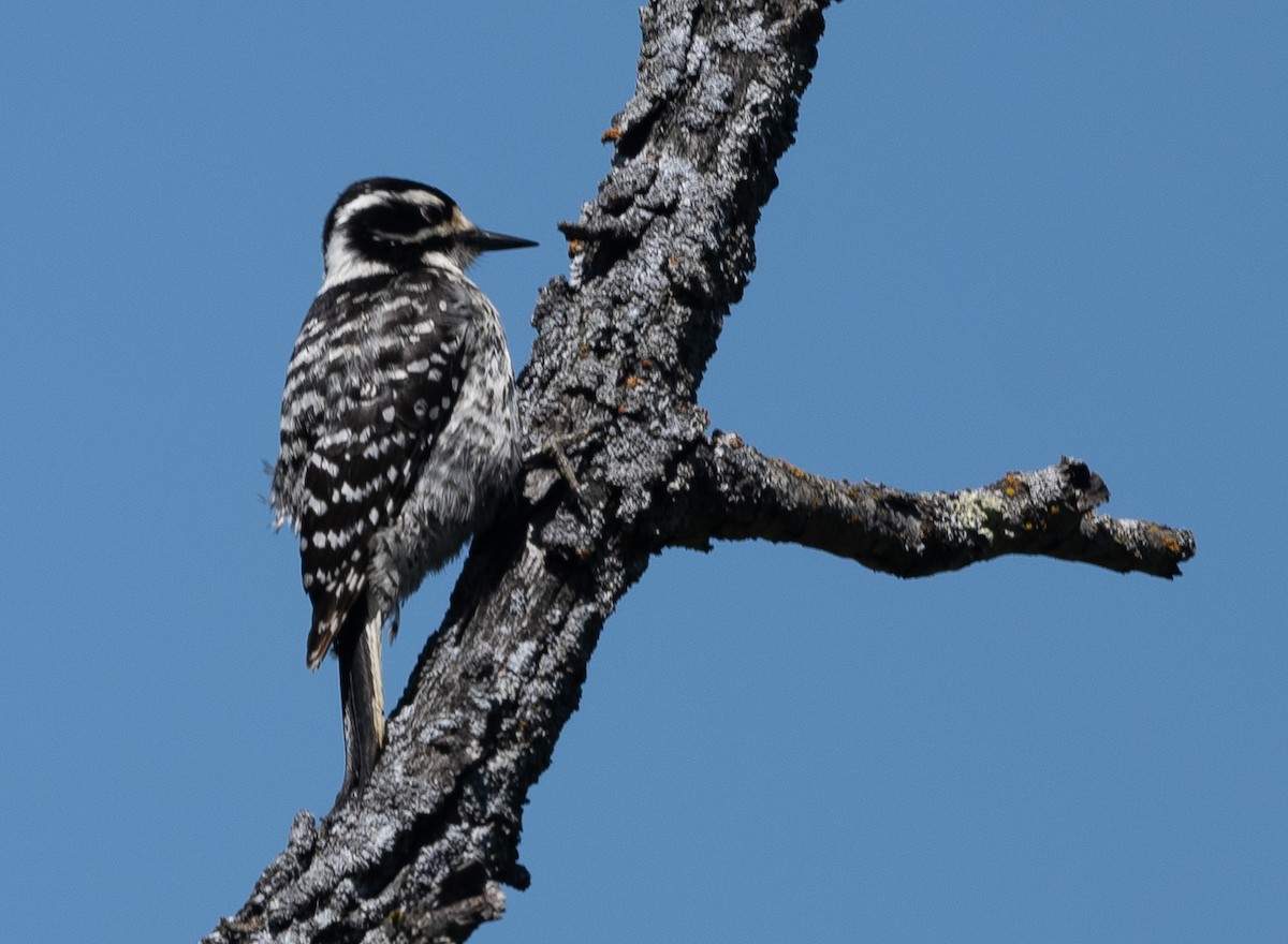 Nuttall's Woodpecker - ML618130485