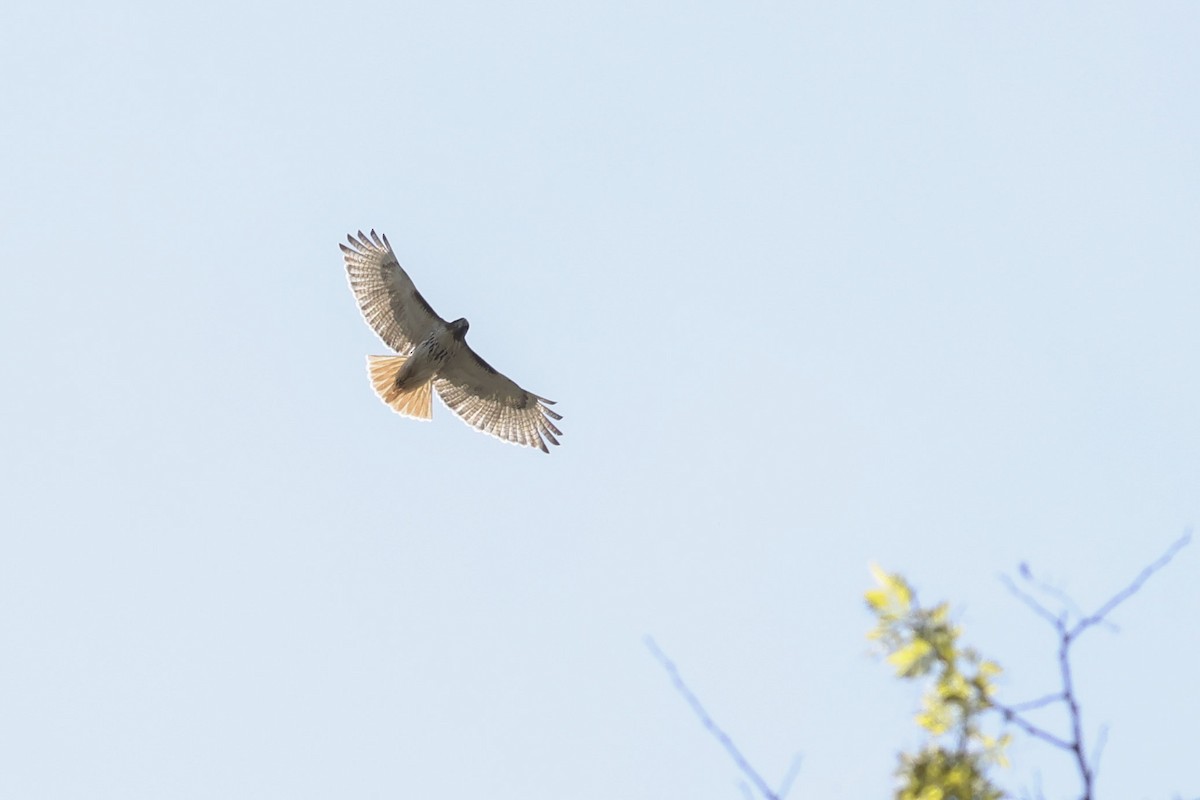 Rotschwanzbussard - ML618130502