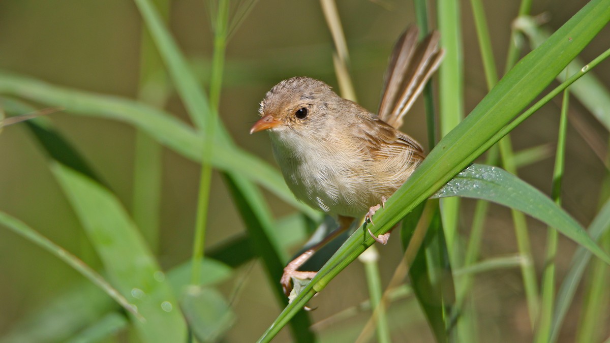 Red-backed Fairywren - Mel Stewart