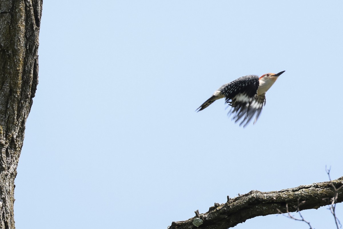 Red-bellied Woodpecker - Mary Thurmond