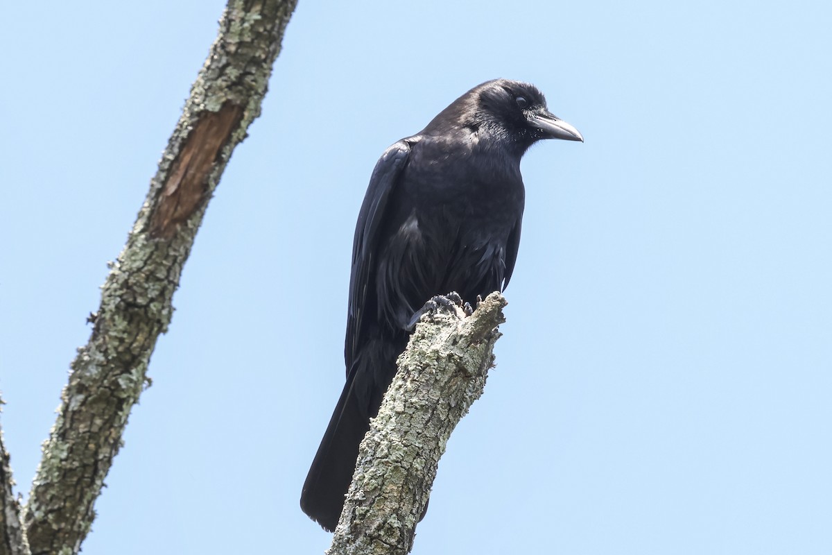 American Crow - ML618130543