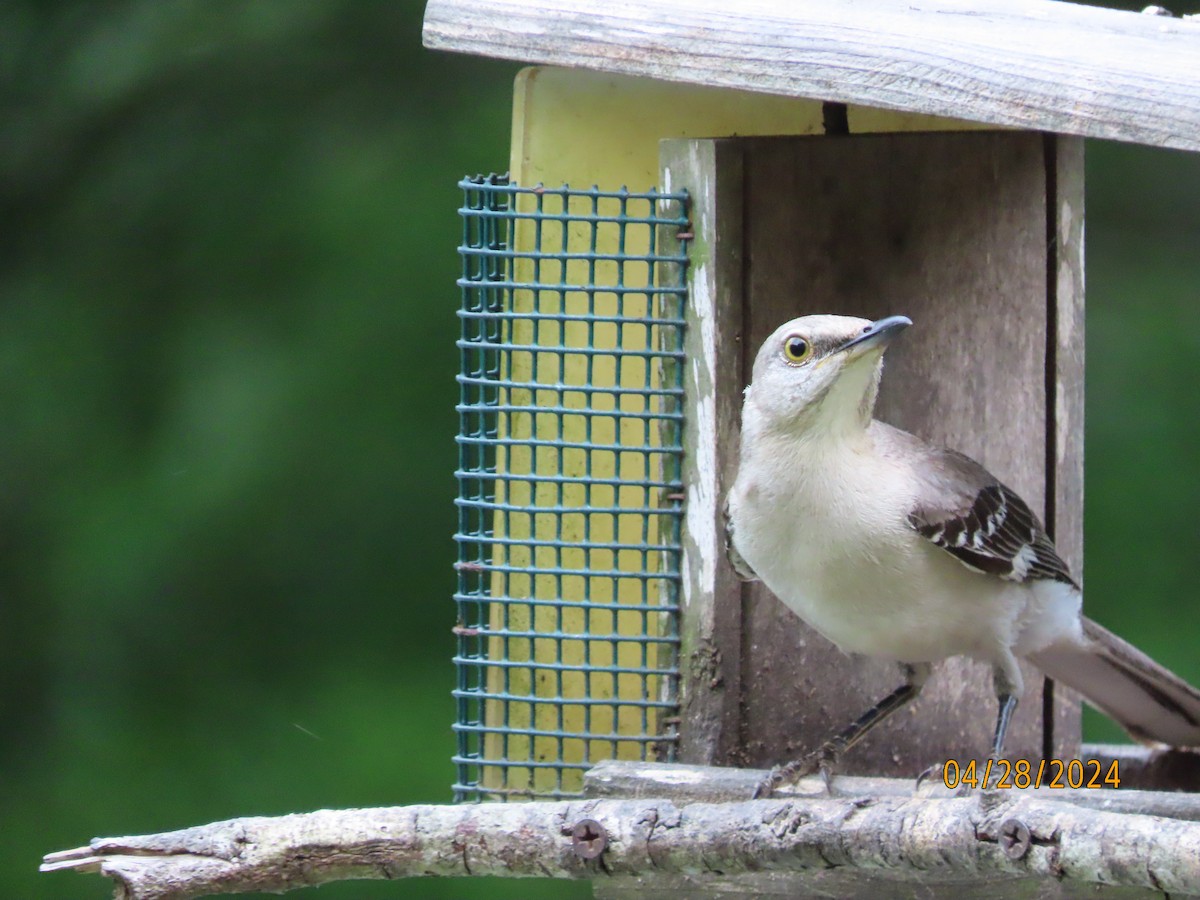 Northern Mockingbird - Susan Leake