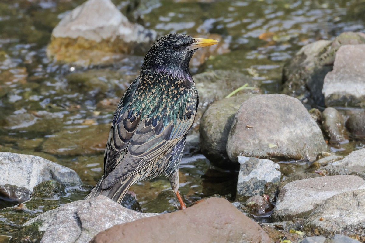 European Starling - Mary Thurmond