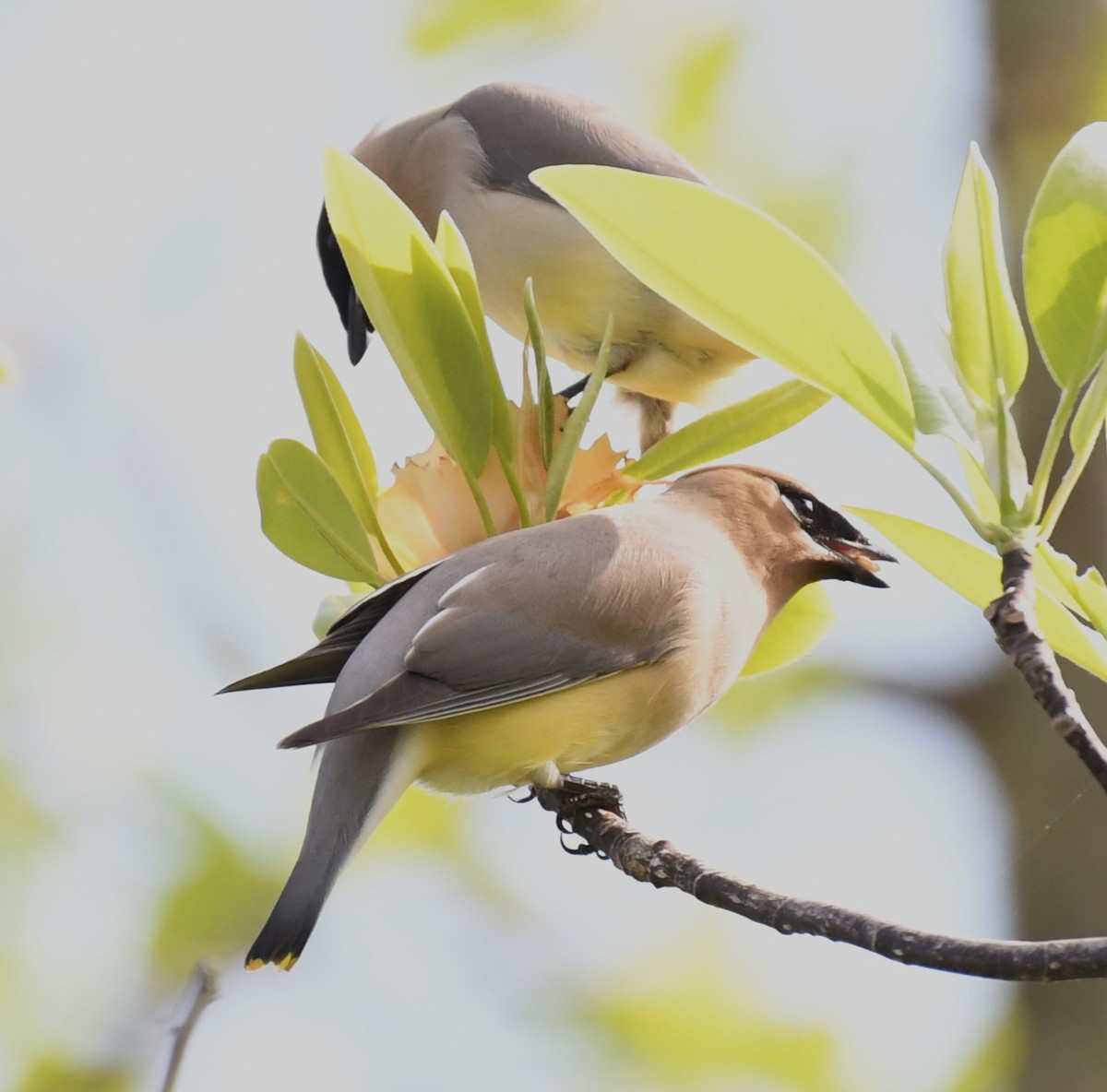 Cedar Waxwing - David True