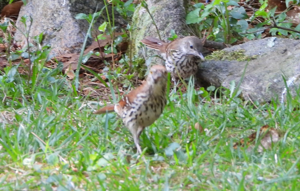 Brown Thrasher - Lori O'Bar