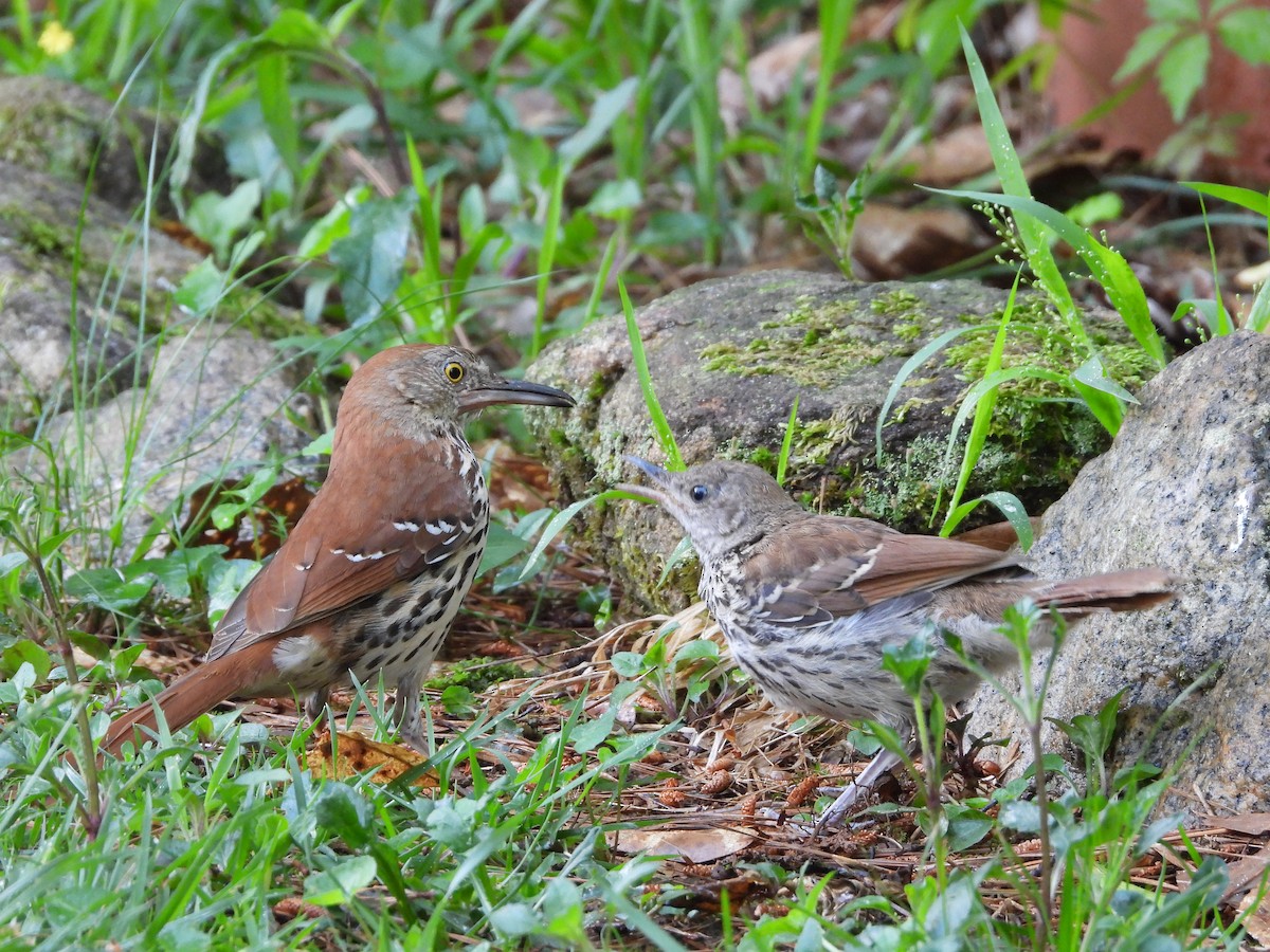 Brown Thrasher - Lori O'Bar