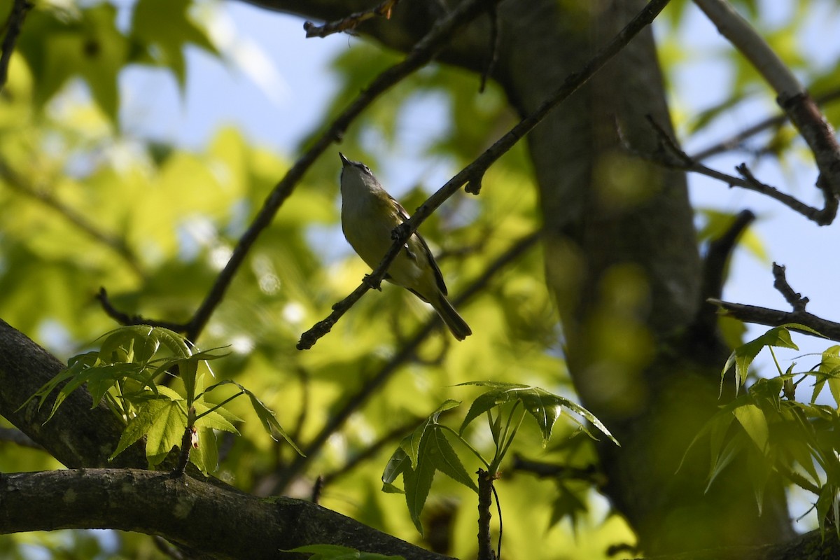 Blue-headed Vireo - Jessica Coss