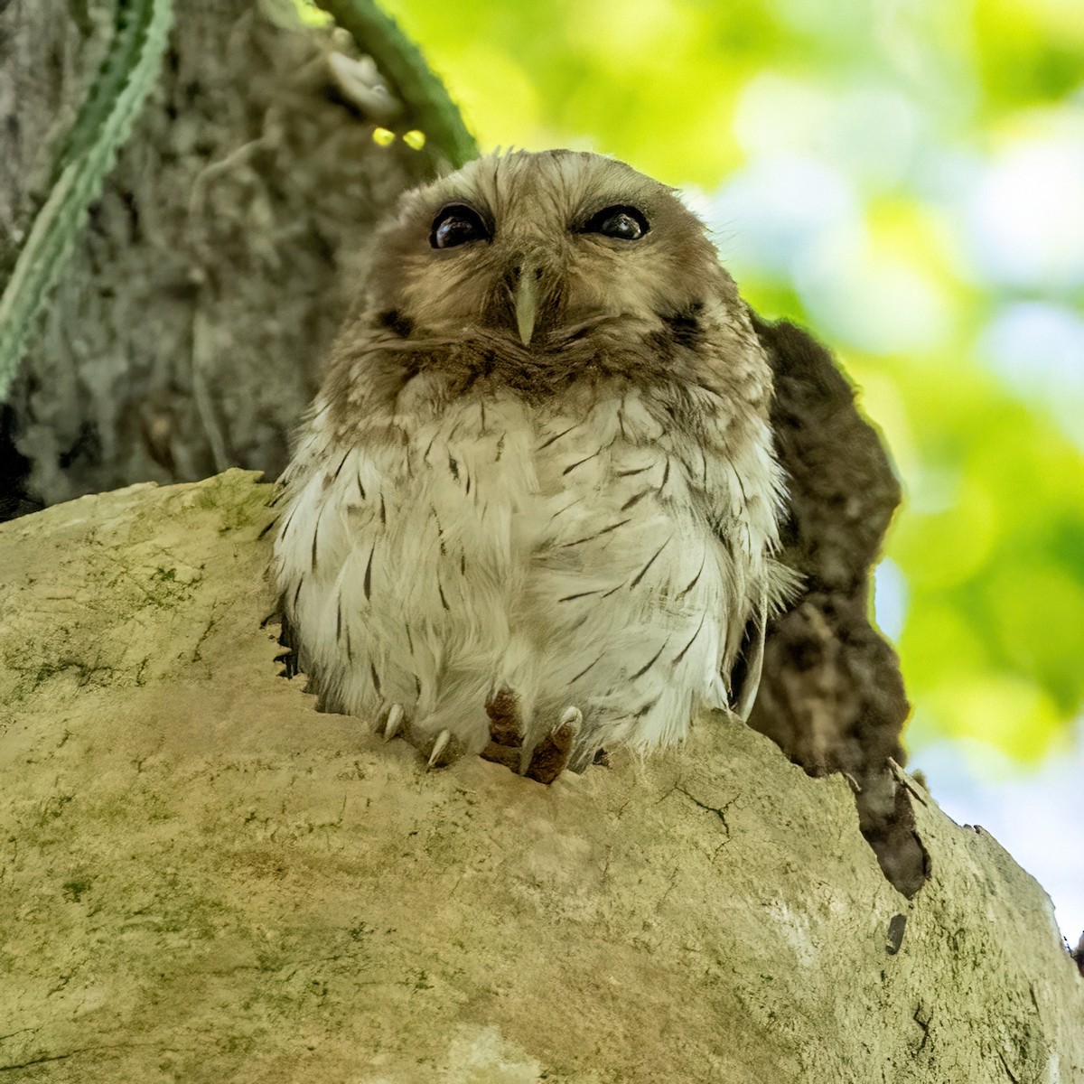 Bare-legged Owl - James Hoagland
