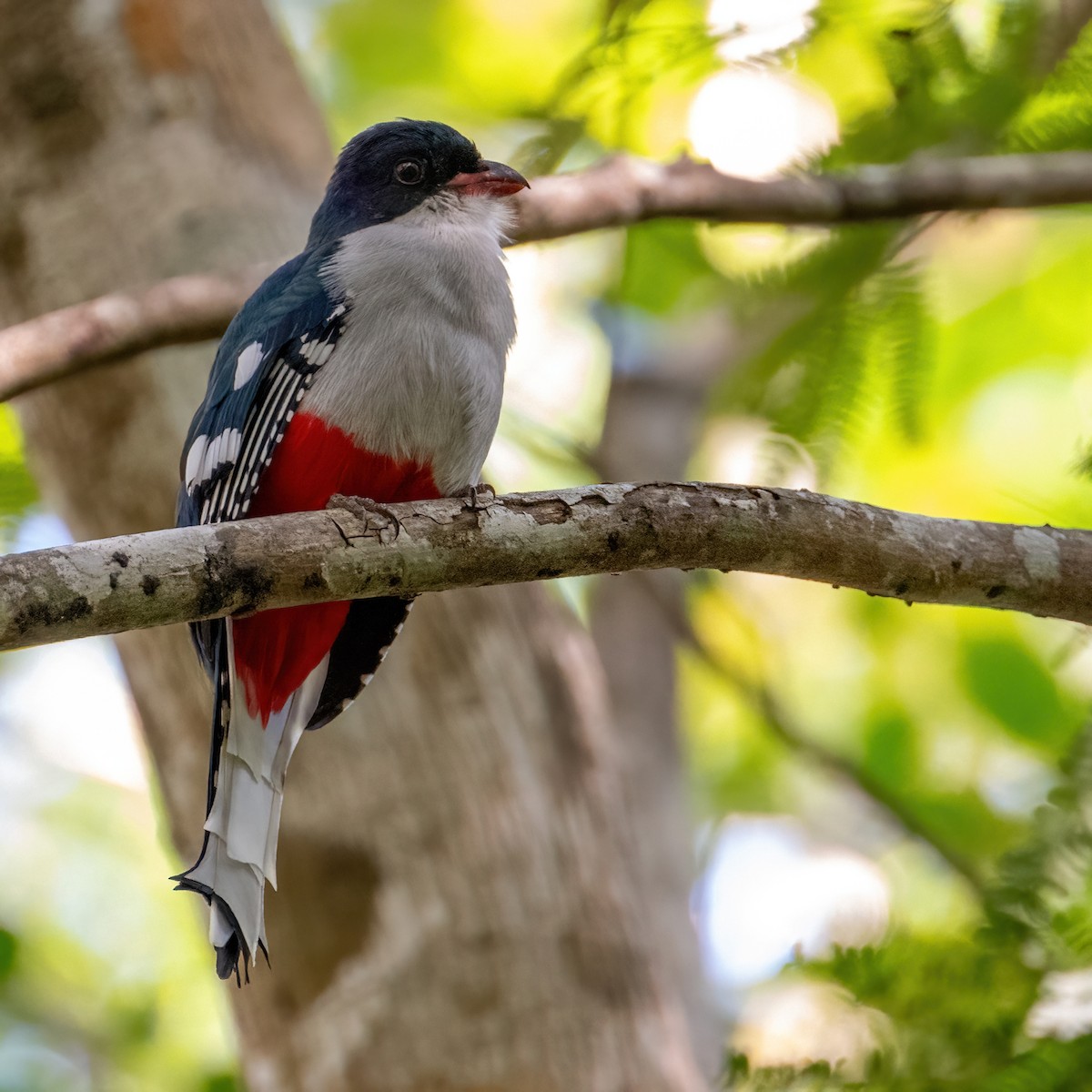 Cuban Trogon - James Hoagland