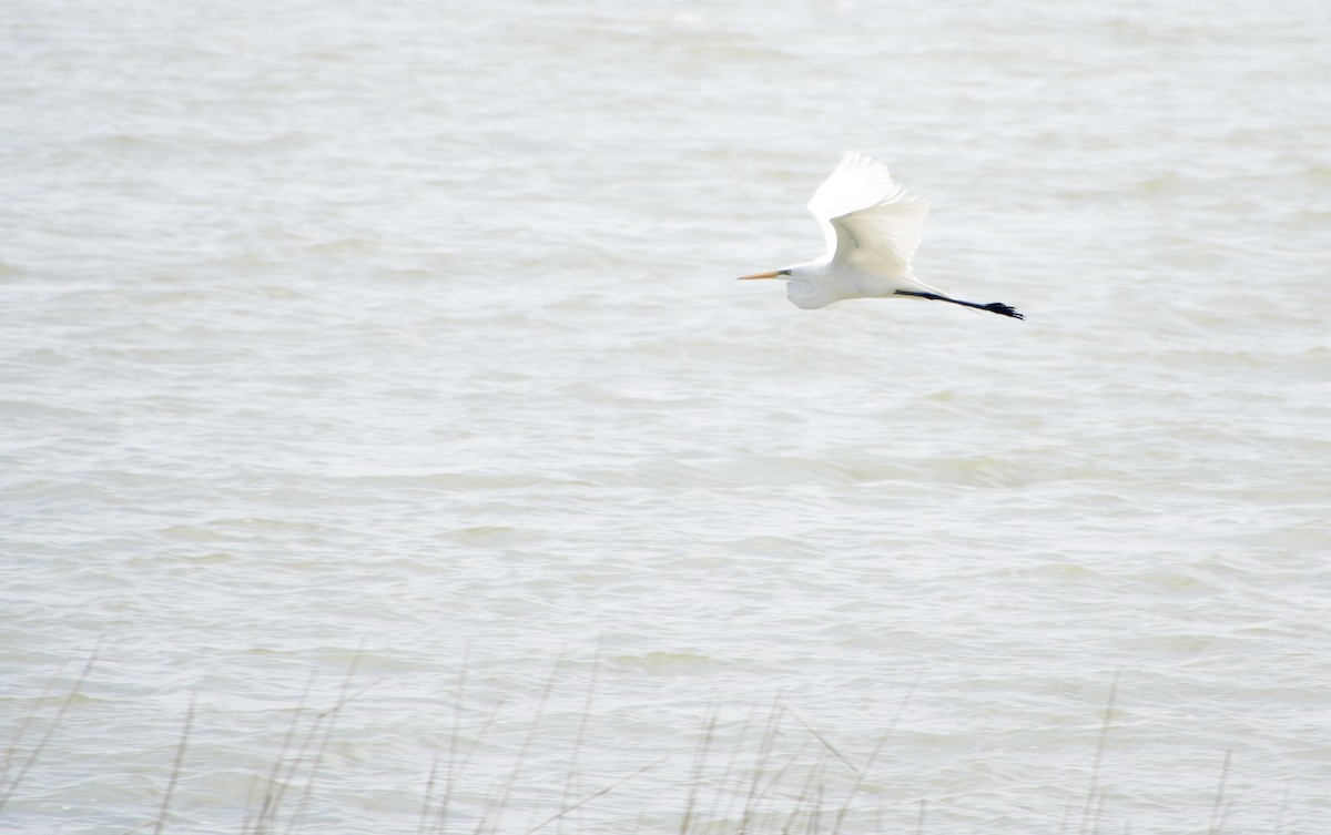 Great Egret - Jerry Horak