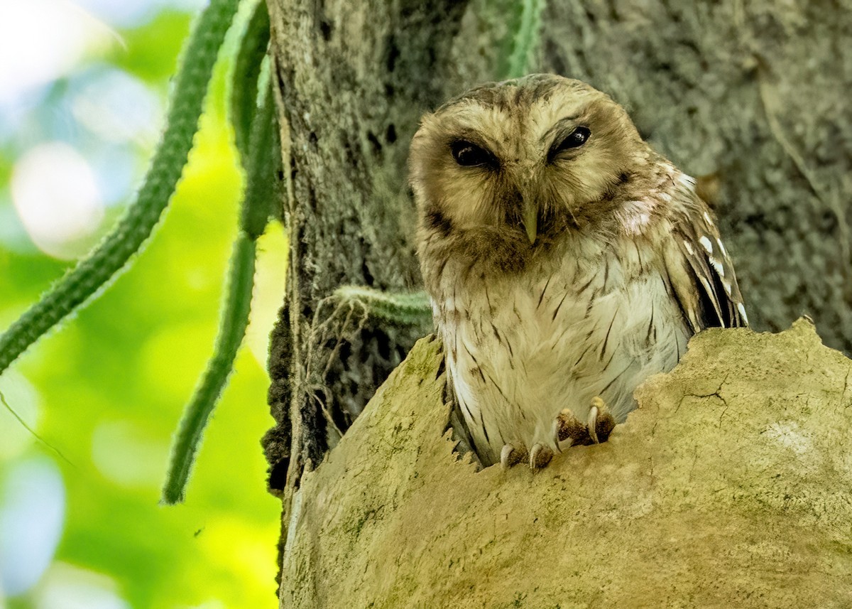 Bare-legged Owl - James Hoagland