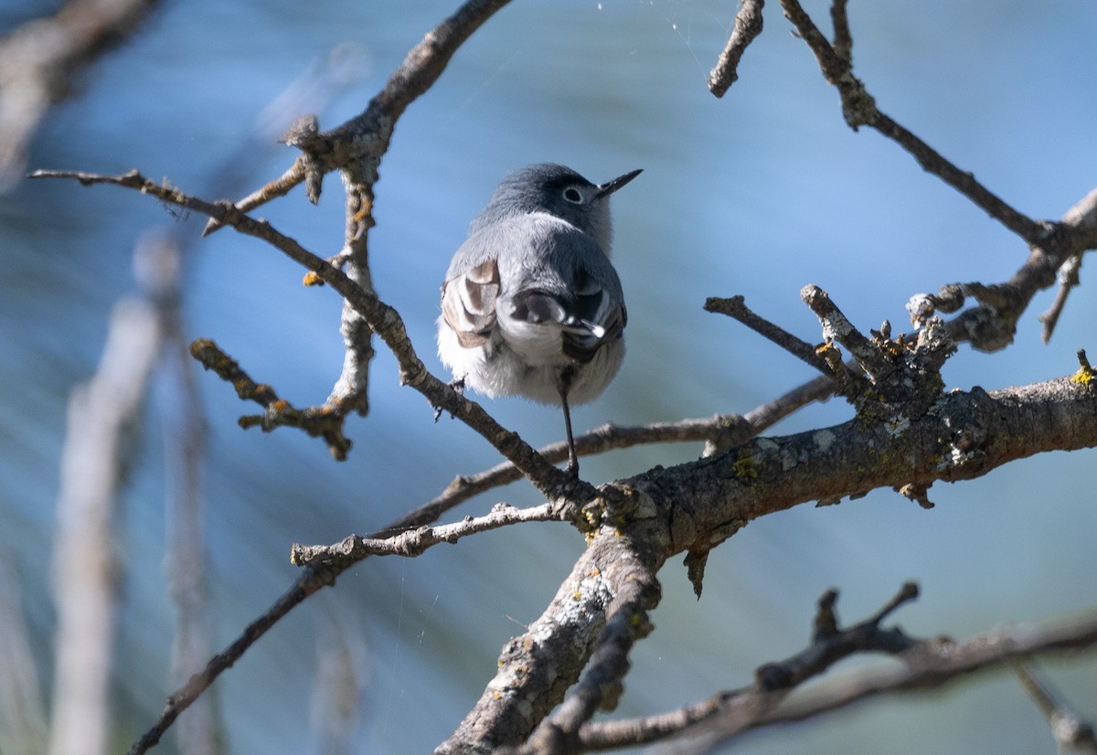 Blue-gray Gnatcatcher - Mark Rauzon