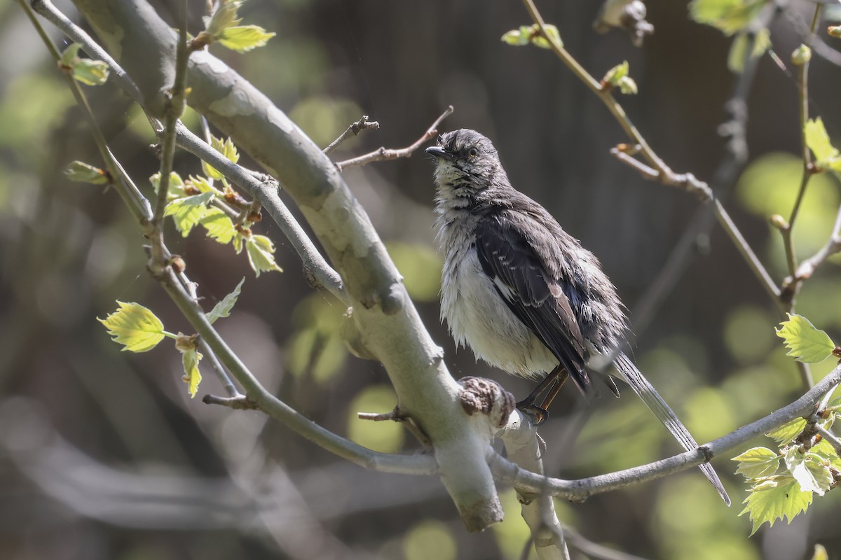 Northern Mockingbird - Mary Thurmond