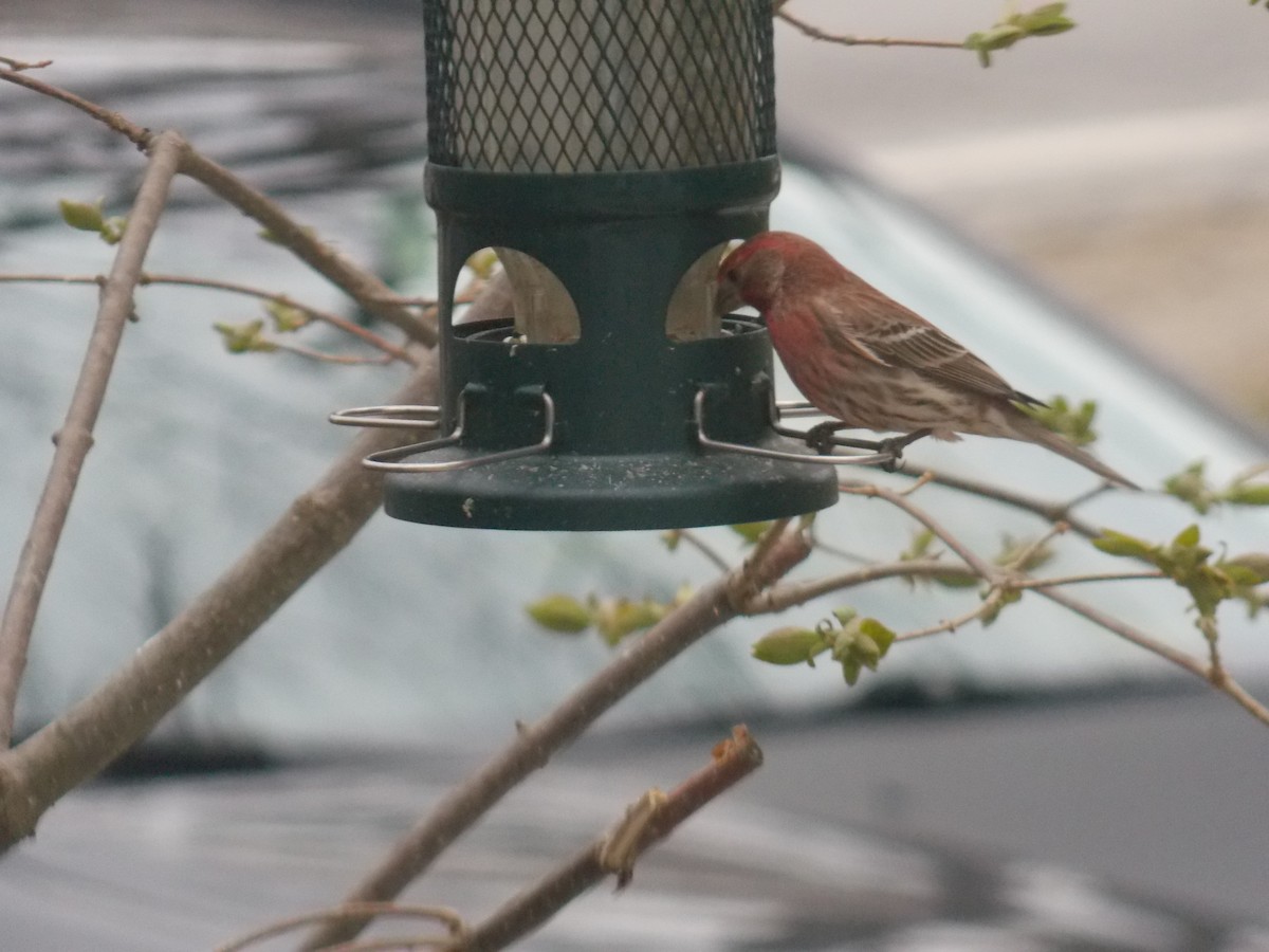 House Finch - Glenn Knoblock