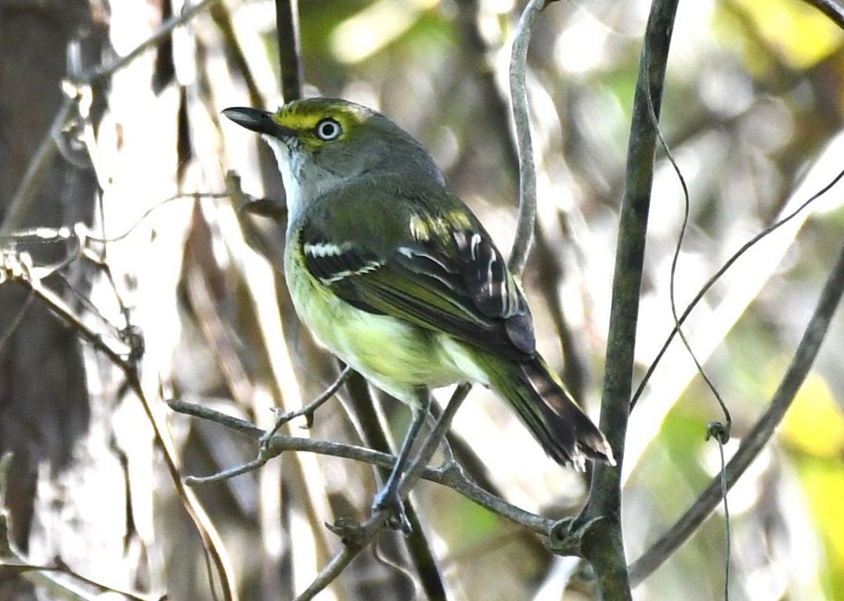 White-eyed Vireo - David True