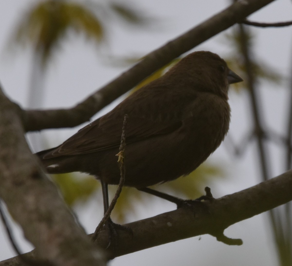 Brown-headed Cowbird - David and Ann Snodgrass