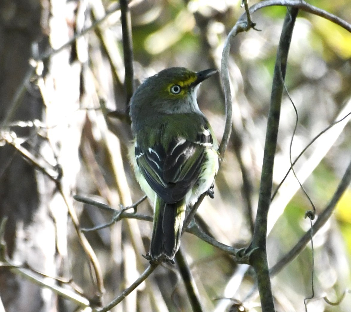 White-eyed Vireo - David True