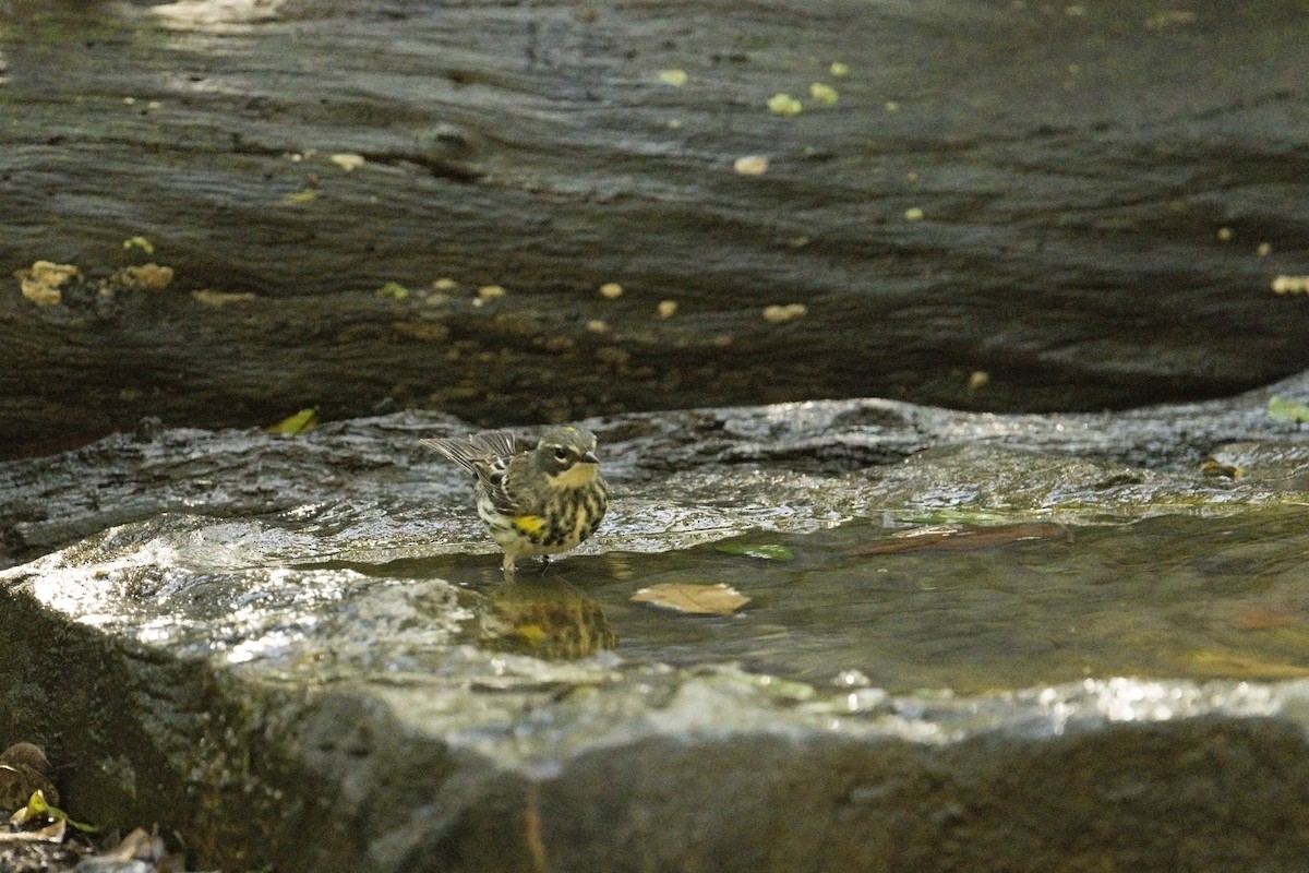 Yellow-rumped Warbler - Neil Earnest