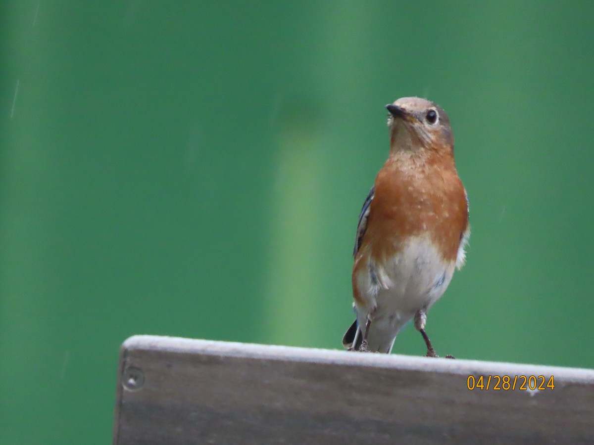 Eastern Bluebird - Susan Leake