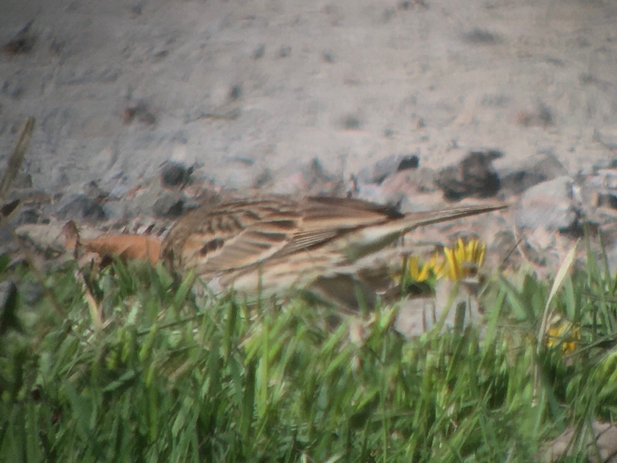 Vesper Sparrow - Dave Nutter