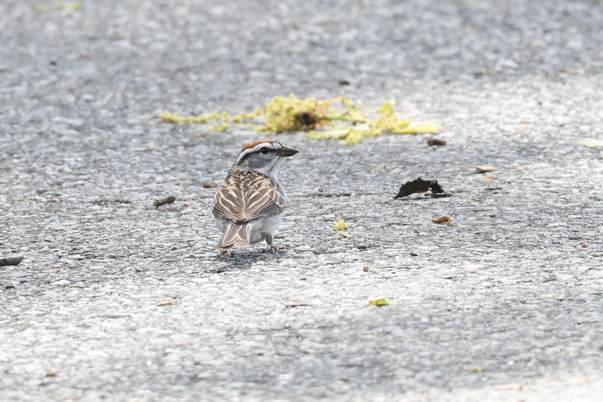 Chipping Sparrow - Mary Thurmond