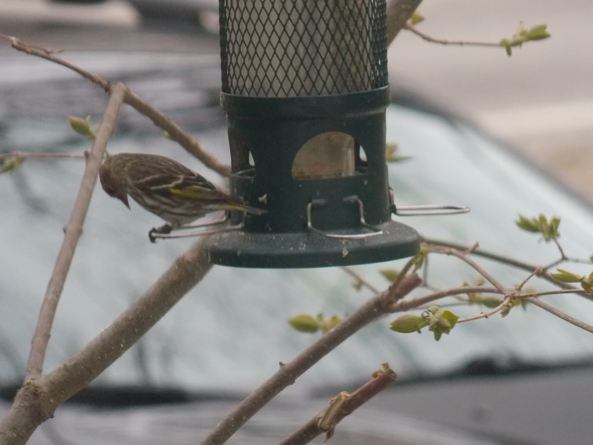 Pine Siskin - Glenn Knoblock