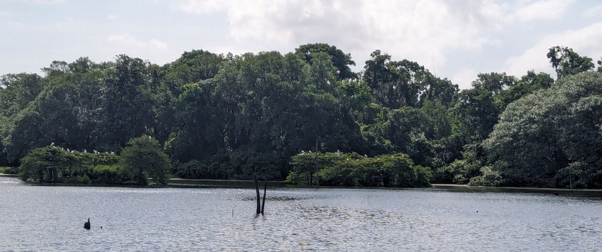 Wood Stork - ML618130711