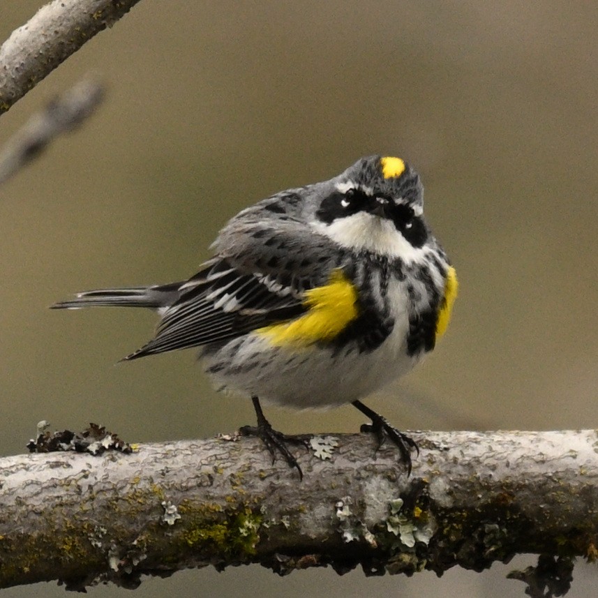 lesňáček žlutoskvrnný (ssp. coronata) - ML618130712