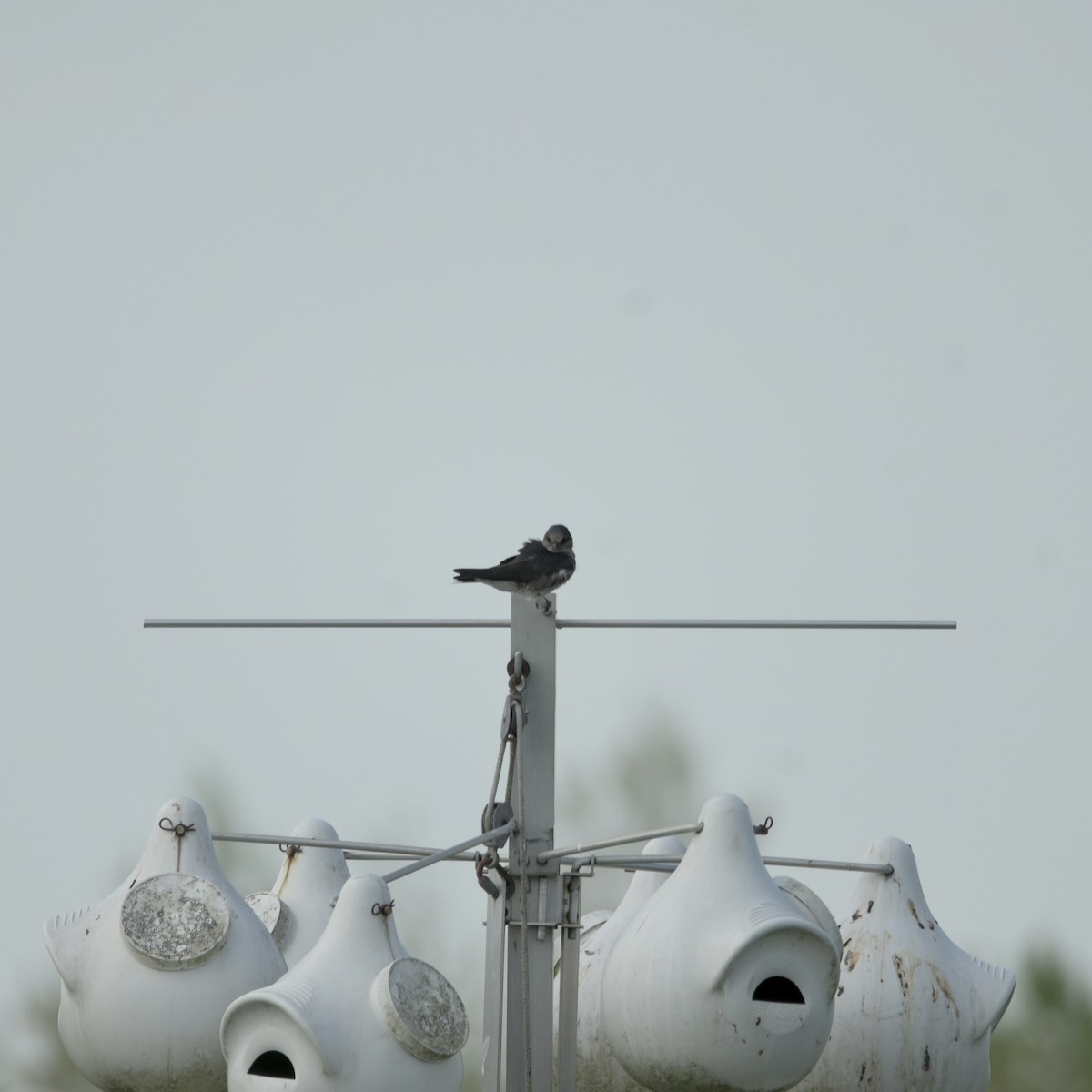 Purple Martin - ML618130716