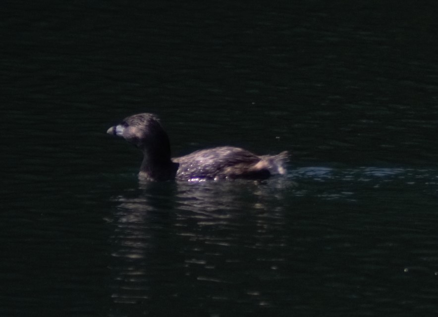 Pied-billed Grebe - N Pifari