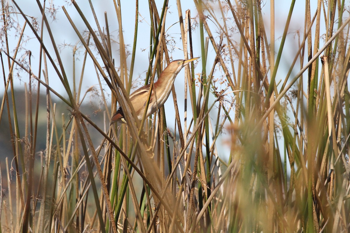 Least Bittern - Townes Stanley