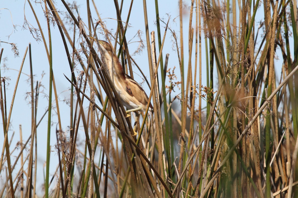 Least Bittern - Townes Stanley